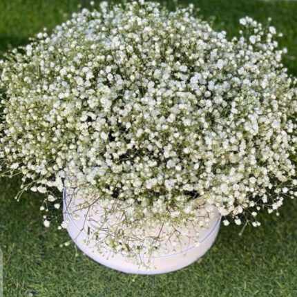 BABY BREATH BOX